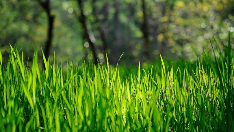 Как выбрать траву для газона: практические советы и рекомендации. Виды газонных трав: фото и описание Одна культура или травосмесь: что лучше